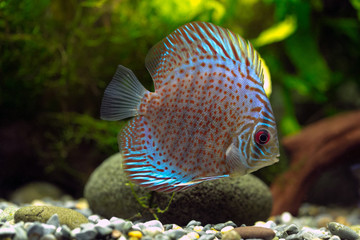 Symphysodon aequifasciatus - Discus