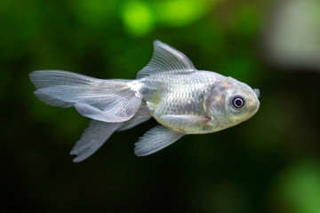 Carassius auratus - Goldfish