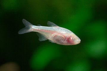 Blind Cave Tetra - Astyanax mexicanus