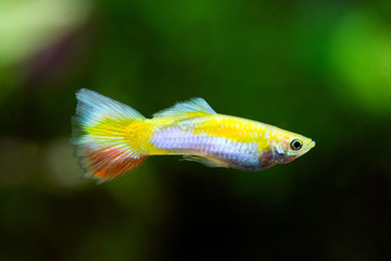 Poecilia reticulata - Guppy
