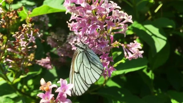 White cabbage butterfly Pieris brassicae sitting on lilac flower. Slow motion