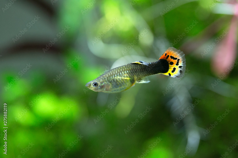 Wall mural poecilia reticulata - guppy