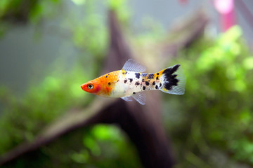 Xiphophorus hellerii - Green swordtail