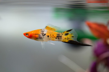 Xiphophorus hellerii - Green swordtail