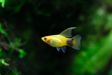 Xiphophorus maculatus - Platy fish - Southern platyfish - High fin Platy