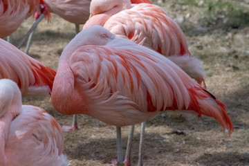 Fototapeta na wymiar The Chilean flamingo (Phoenicopterus chilensis)