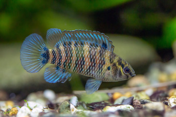 Badis badis - Blue badis