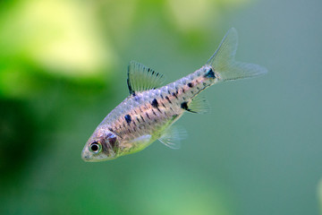 Checker barb - Oliotius oligolepis