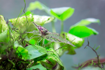 Ghost Shrimp - Palaemonetes sp