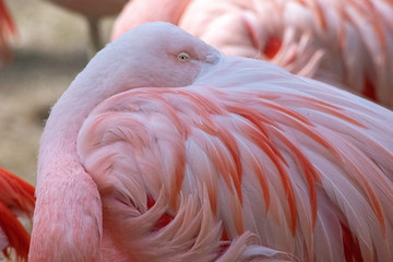 The Chilean flamingo (Phoenicopterus chilensis)