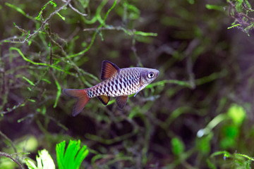 Checker barb - Oliotius oligolepis