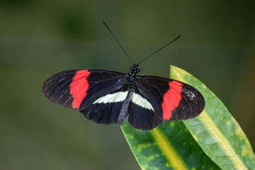 Heliconius melpomene, the postman butterfly, common postman or simply postman, is a brightly colored butterfly.