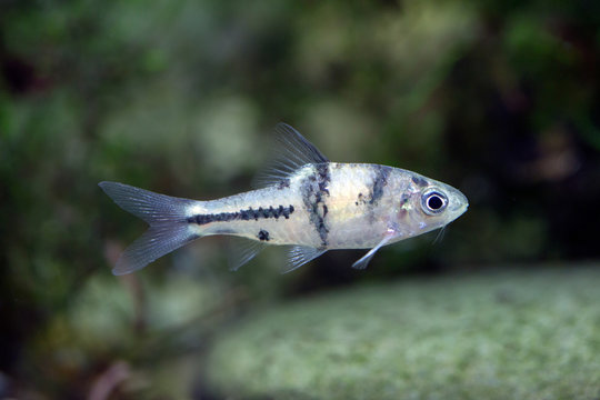 Spanner barb - Barbodes lateristriga - T-barb