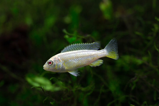 Melanochromis auratus - Yellow Stripe Cichlid