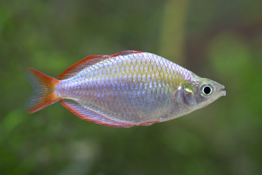 Dwarf rainbowfish - Melanotaenia praecox