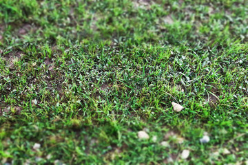 Close up of Green grass yard lawn with Small pebble