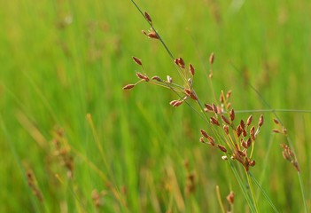 Grass flowers in rice fields