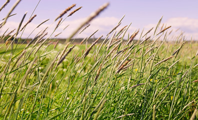 summer meadow with high grass