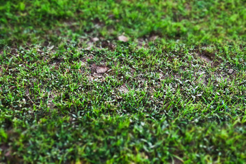 Close up of Green grass yard lawn