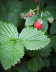 Wild strawberry growing in forest