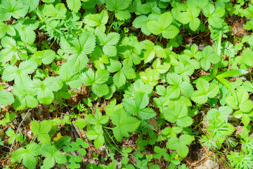 green backgound