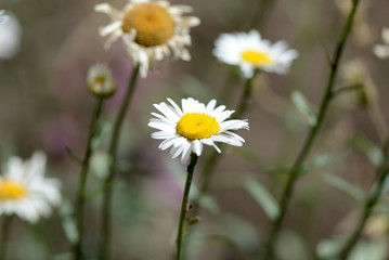 Chamomiles in the garden lit by the bright sun on a summer day
