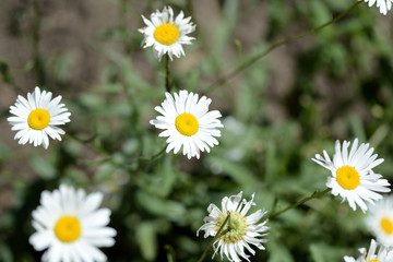 Chamomiles in the garden lit by the bright sun on a summer day