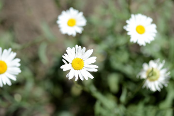 Obraz premium Chamomiles in the garden lit by the bright sun on a summer day