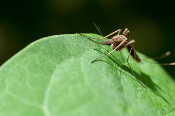 mosquito on on green leaf