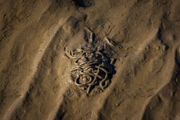 Worm casts on sandy beach