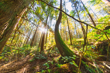 Sailing and rocky sunset beaches in the pacific north west with a lighthouse guiding the way through the Salish sea to Vancouver British Columbia Canada.