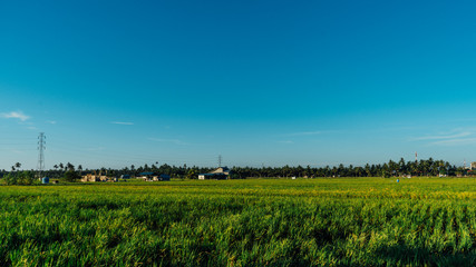 Rice Field in West Kalimantan