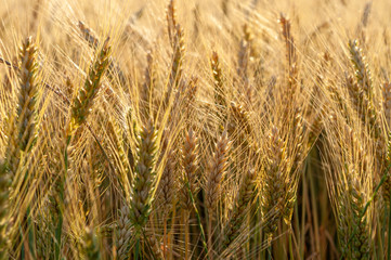 Grains of grain on the background of the setting sun.