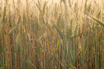 Grains of grain on the background of the setting sun.