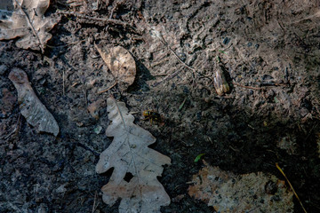 The leaves and the acorns on the ground. The leaves on the mud