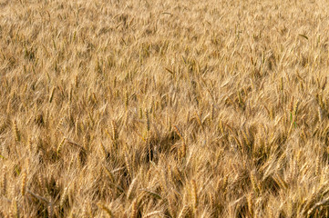 Grains of grain on the background of the setting sun.
