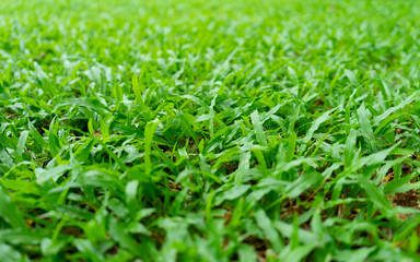 Fototapeta premium Green Grass Texture Background.