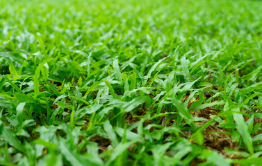 green grass background