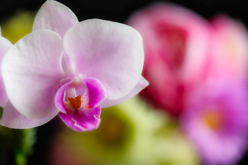 pink orchid on green background