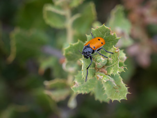Lachnaia sexpunctata. Beetle six points in their natural environment.