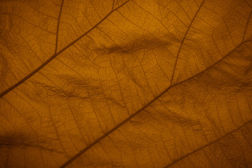 Close up shot. Yellow leaf texture background.