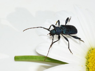 The longhorn beetle Callidium violaceum on a white flower