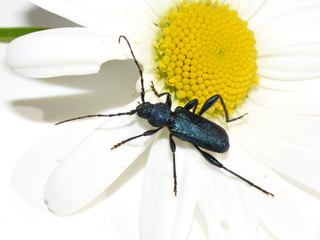 The longhorn beetle Callidium violaceum on a white flower