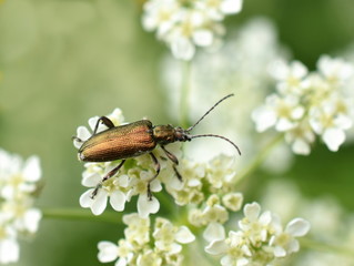 Donacia sp shiny aquatic leaf beetle on a flower