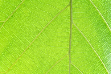 Full frame leaf of texture.