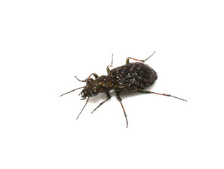 The small ground beetle Elaphrus riparius isolated on white background