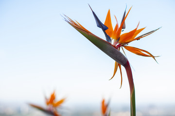 Obraz na płótnie Canvas Bird-of-paradise flower, official name Strelitzia, on a cloudless blue sky. Copy space for a message.