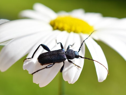 The longhorn beetle Callidium violaceum on a white flower