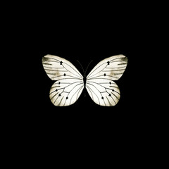 Watercolor butterfly on black background