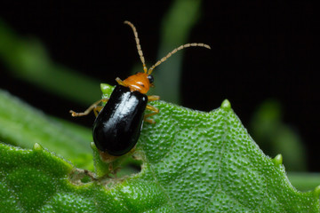 Macro ladybug on plant, the insect in the nature, macro of insect